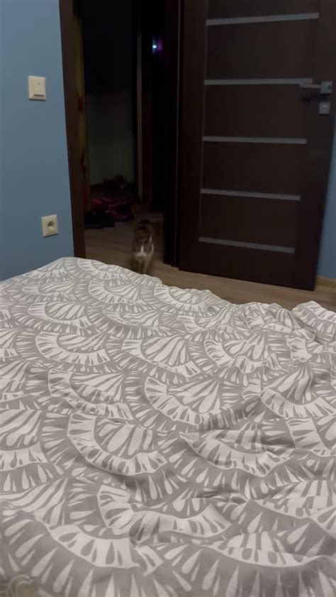 Поведение котопеса