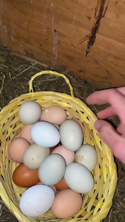Подготовка к высиживанию яйца