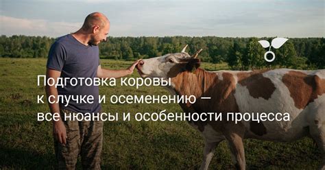 Подготовка к созданию грибной коровы