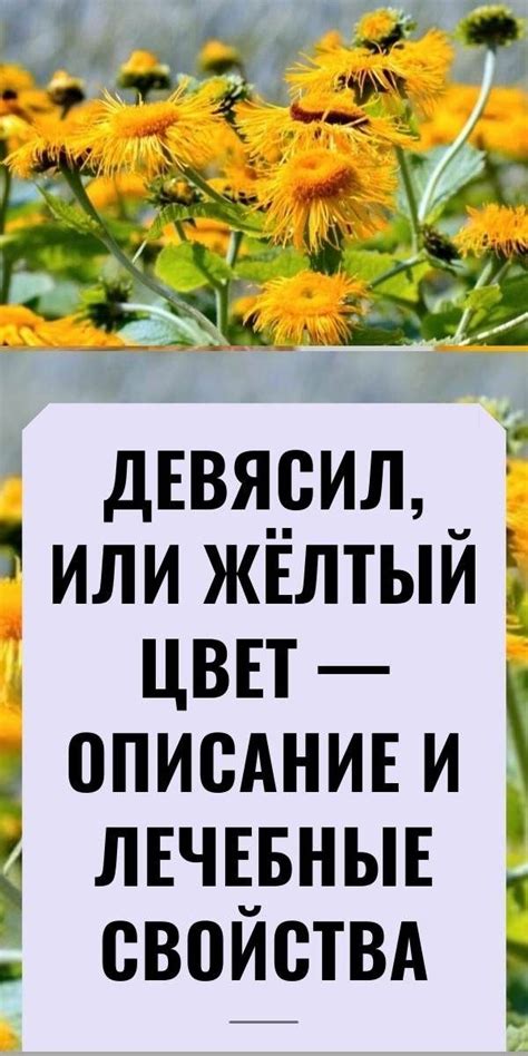 Полезные советы при использовании ласточкиной травы