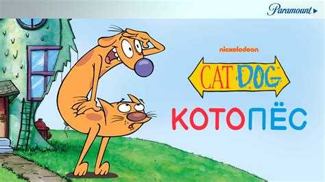 Популярность котопесов