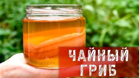 Популярные рецепты напитков с чайным грибом