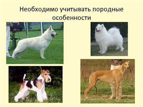 Породные особенности