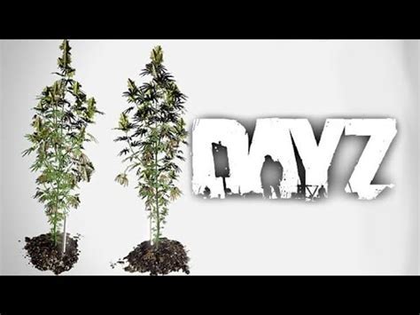 Последствия использования Cannabis+ в DayZ