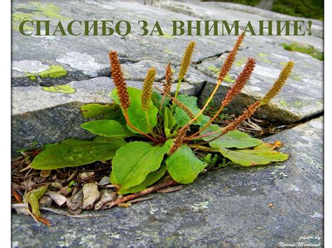 Правила использования подорожника