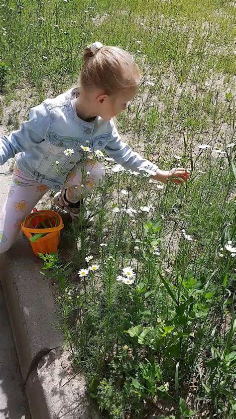 Проверенные места сбора ромашек в городе