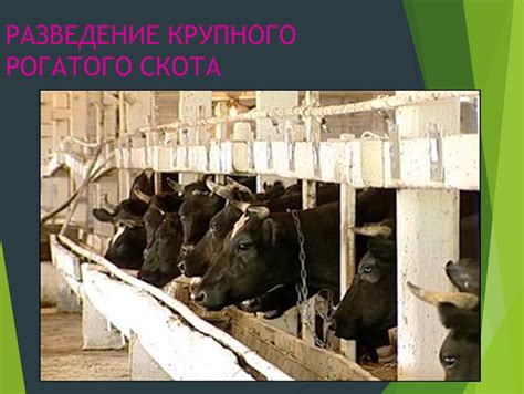 Разведение