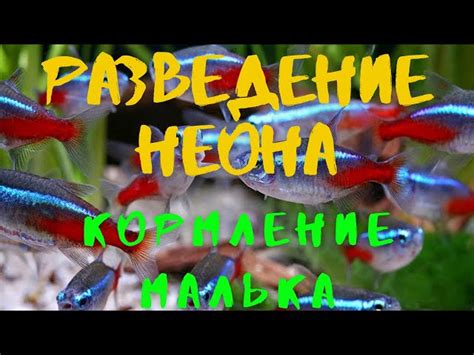 Разведение рыбок для получения водных бутылок