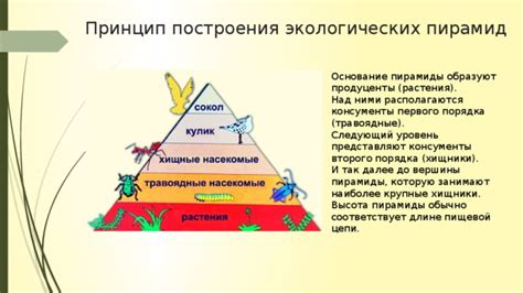Растения первого уровня и их возможности