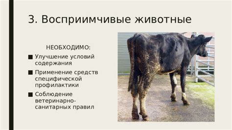 Расширение хлева и улучшение условий содержания