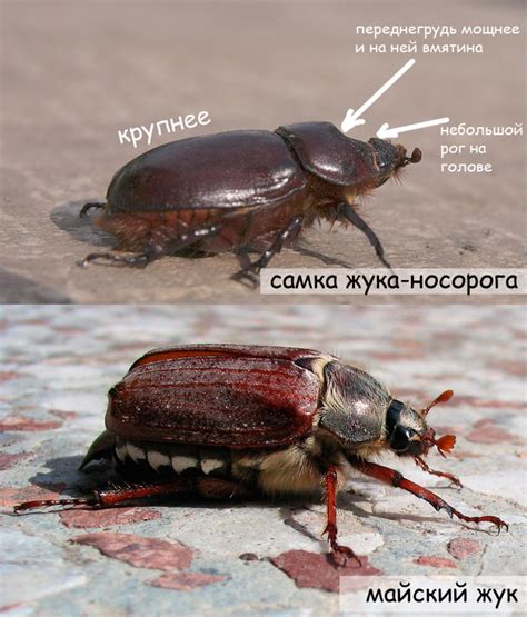 Режим питания жука носорога