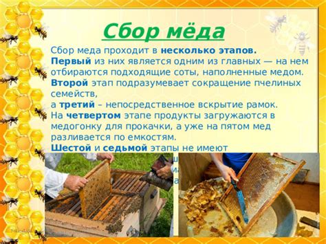 Сбор мёда из пчелиного улья
