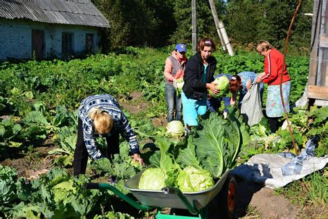 Сбор урожая и дополнительные шаги