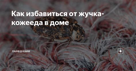 Смерть от бомбового жучка