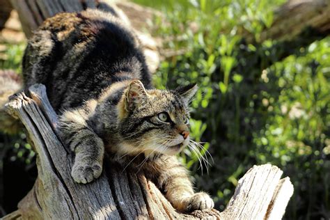Смерть от диких кошек