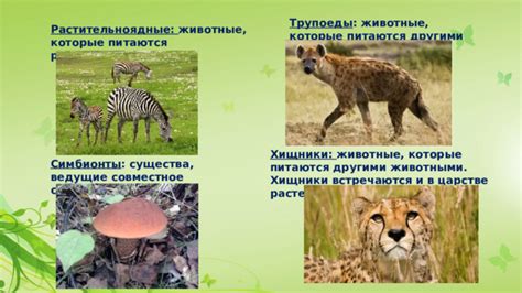 Совместное существование диких коров с другими животными