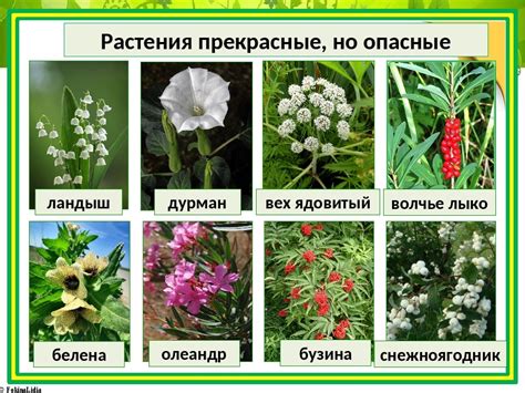 Список ядовитых растений и как их использовать на представителях разных классов
