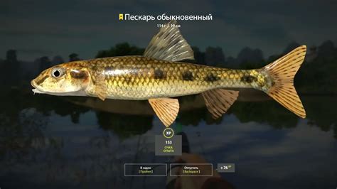 Способы быстрого перекуса на Русской рыбалке 4