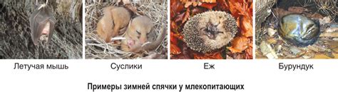Техники приручения животных