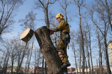 Удаление дерева в окружении