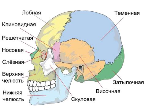 Уровень 3: Череп и костью