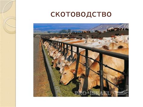 Фермерство и скотоводство