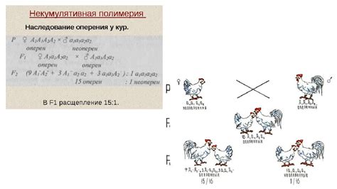 Цвет оперения и кожи у кур
