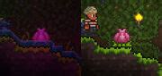 Что такое бутон плантеры в Terraria