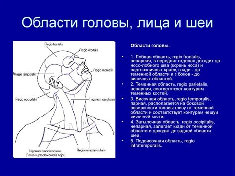 Шаг 3: Придание формы контурам лица