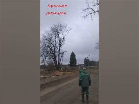  "Рабочие, достаньте дерево!" 