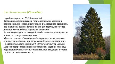  Особенности некоторых видов растений 