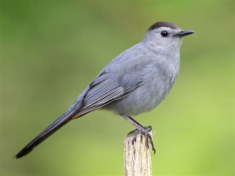 Cat Bird!
