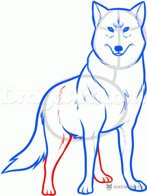 Как нарисовать волка пошагово