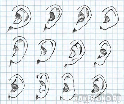 Как рисовать уши карандашом | naturepix.ru