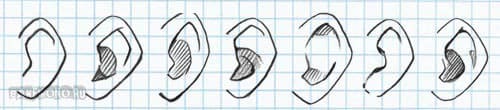 Как рисовать уши карандашом | naturepix.ru