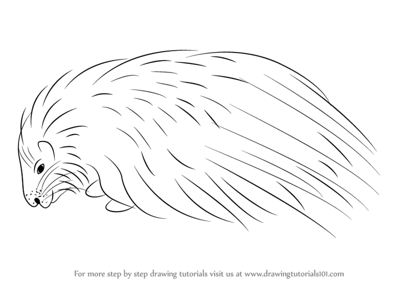 Рисунок дикобраза - Как нарисовать дикобраза для детей и взрослых